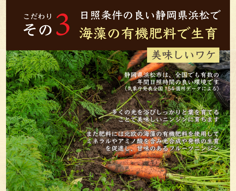 フルーツ人参5kg