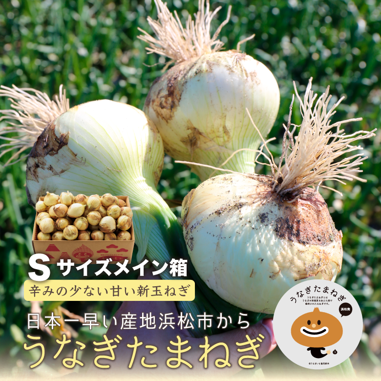 新玉ねぎ4kg