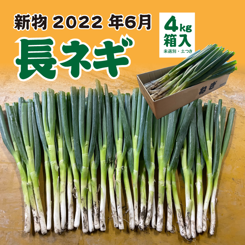 94 以上節約 長ねぎ 土付 4kg 農家直送 Rmladv Com Br