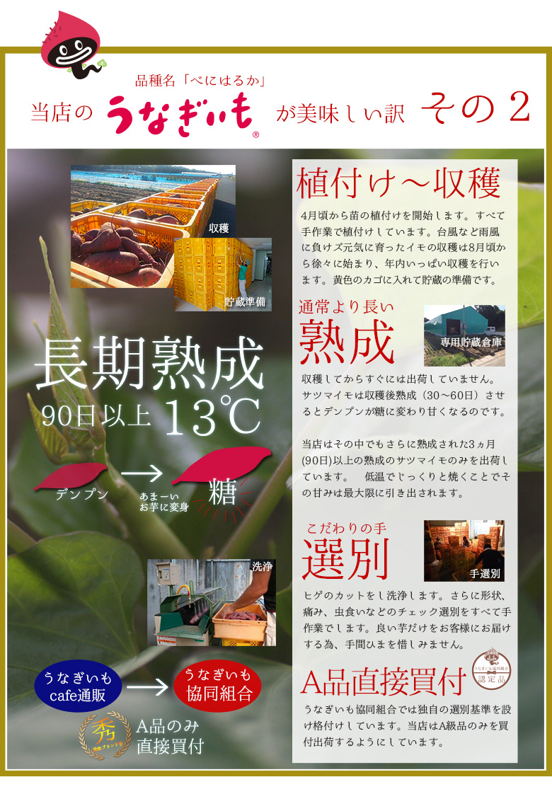 うなぎいも生いも5kg