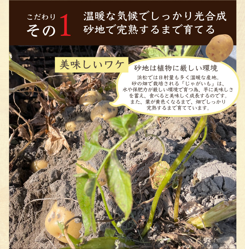 うなぎじゃがいも生いも5kg