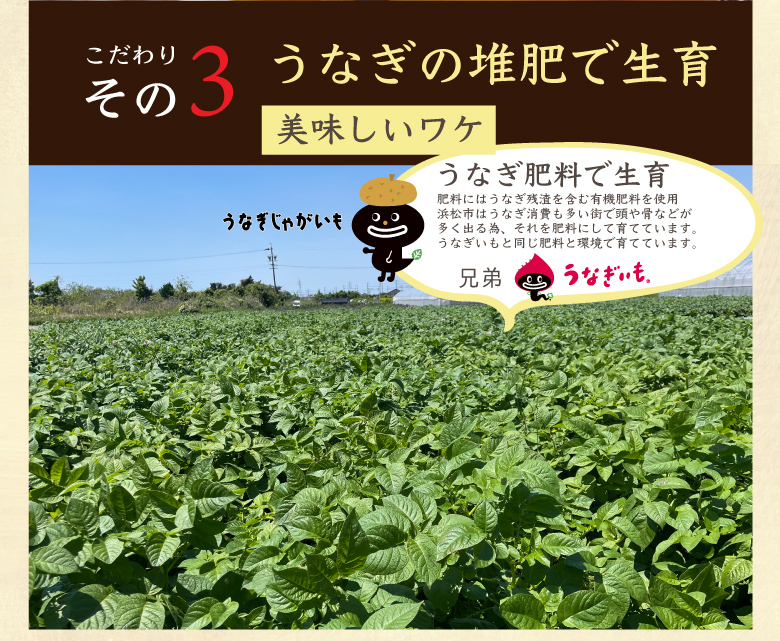 うなぎじゃがいも生いも5kg