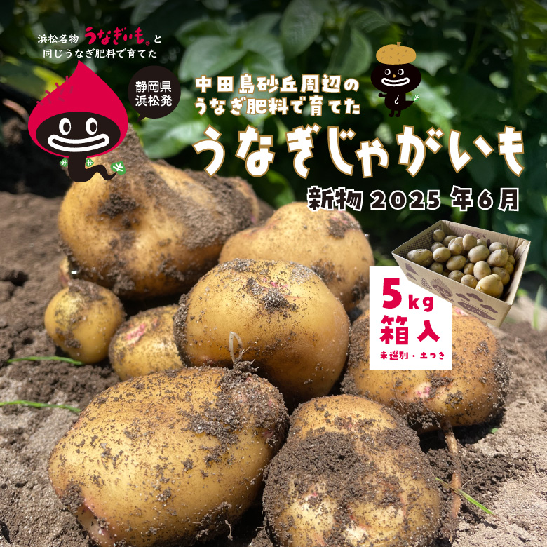 うなぎじゃがいも生いも5kg